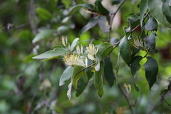 Dendrophthoe falcata var. pubescens
